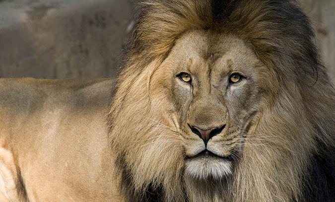 Image of an African lion