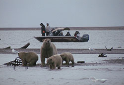 Arctic Wildlife Research 