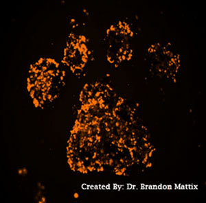 orange bruce