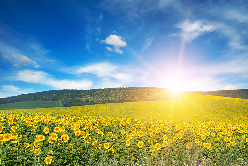 Sunny sky with view of open field