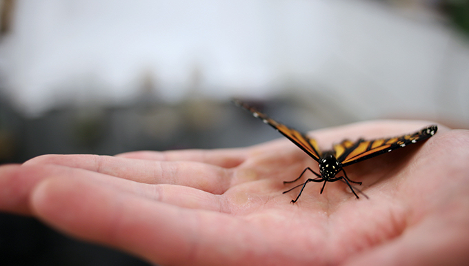 Butterfly