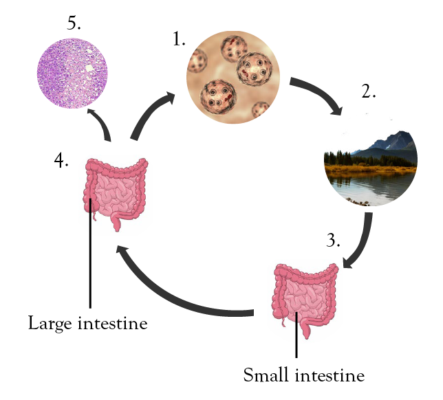 Infection cycle of Entamoeba histolytica