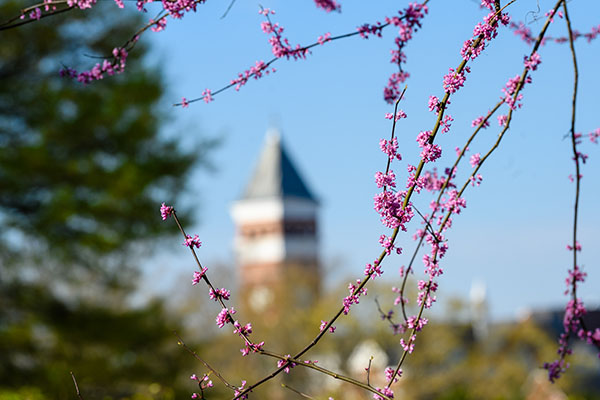  Pink Crape Myrtle blooms with a blurred Sike's Hall clock tower in the background.