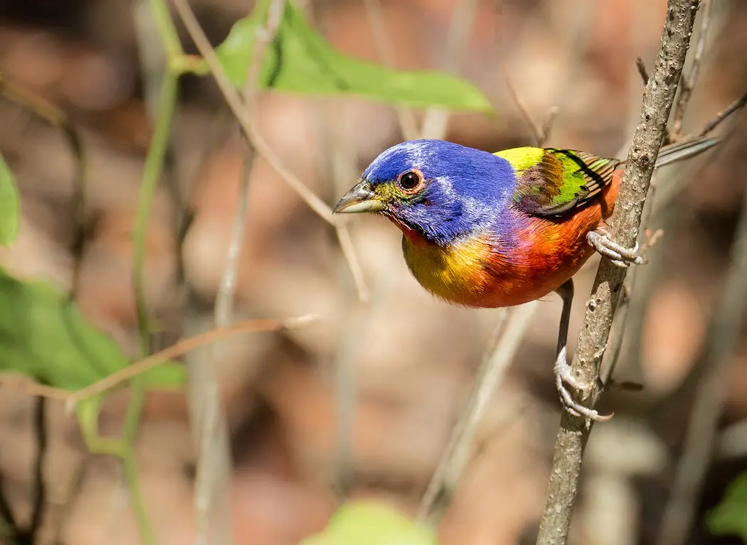 A colorful bird perching on a vertical branch