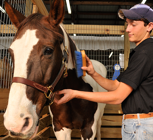 boy brushing horse