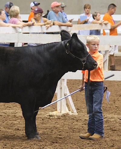 boy showing steer