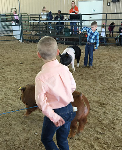 boys with hogs