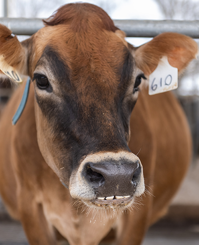 dairy cow face