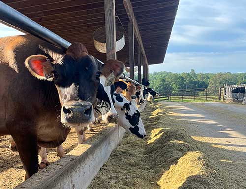 Dairy cows lined up