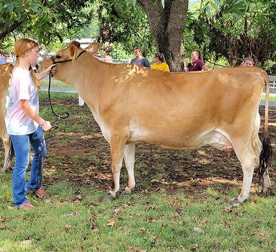girl practicing for dairy judging