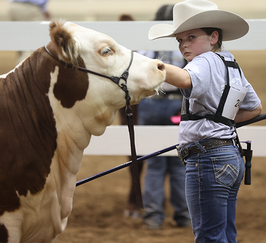 girl showing her cow