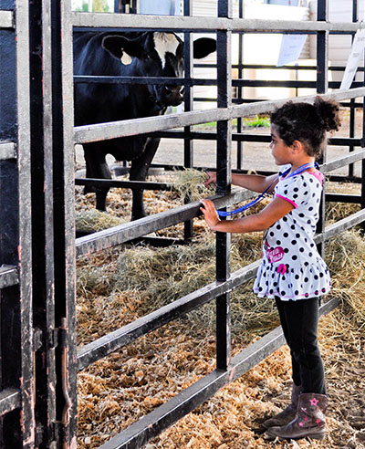 girl looking at cow