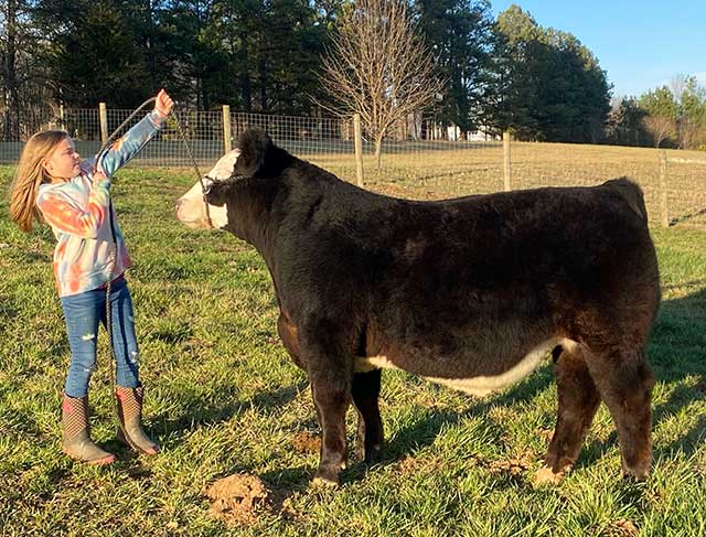 Girl practicing with cattle
