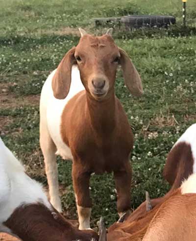 goat in a field