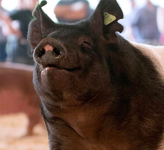 closeup of hog face