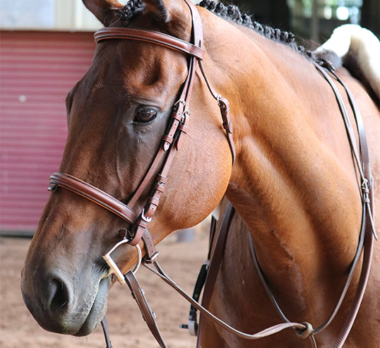 horse