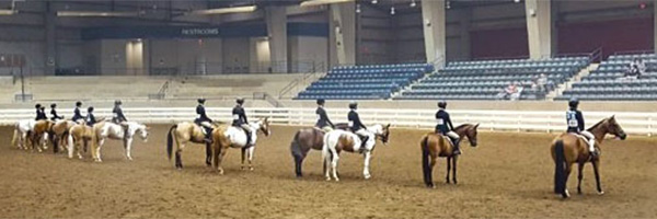 horses on field
