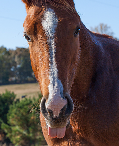 horse sticking out its tongue
