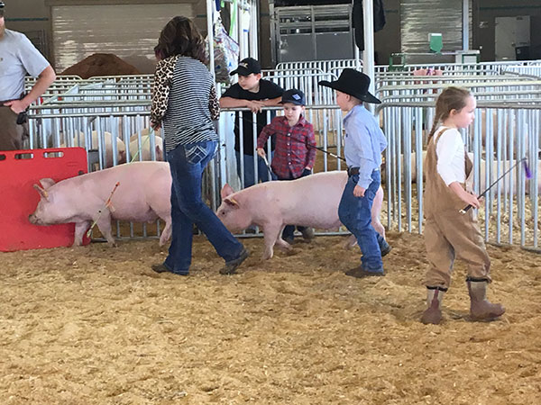 Kids showing hogs