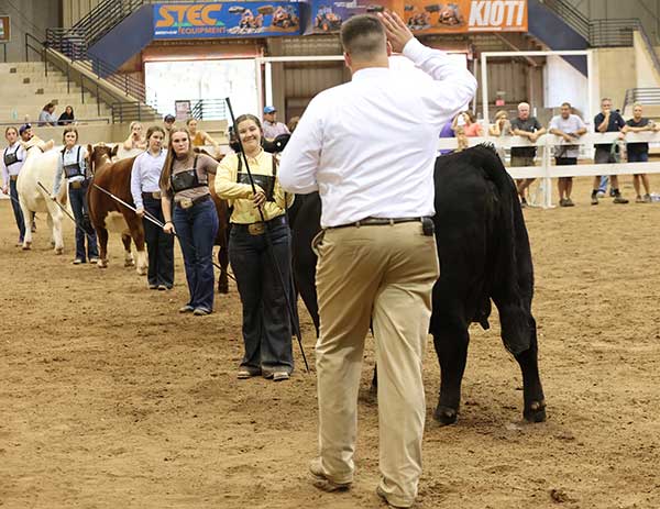 A judge at a livestock show