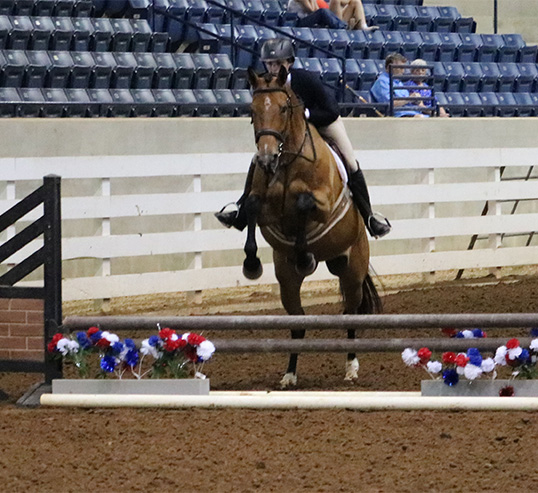 horse jumping