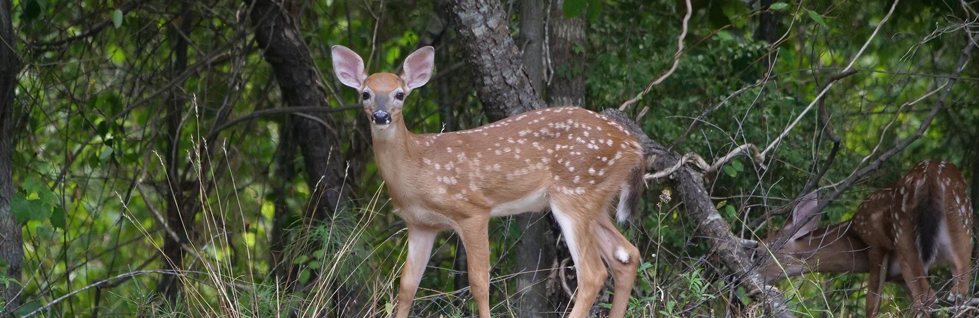 deer at the edge of the woods