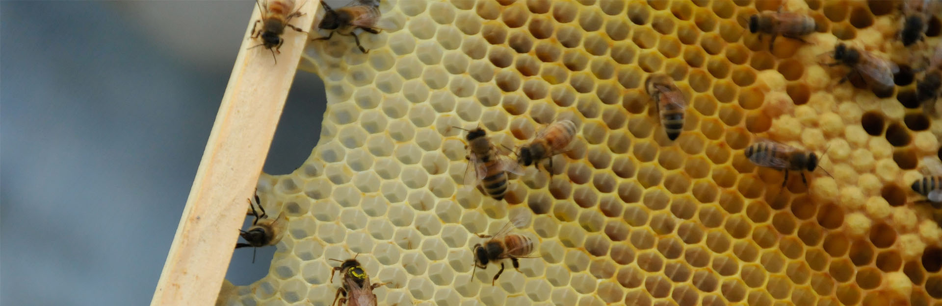 honey frame with bees