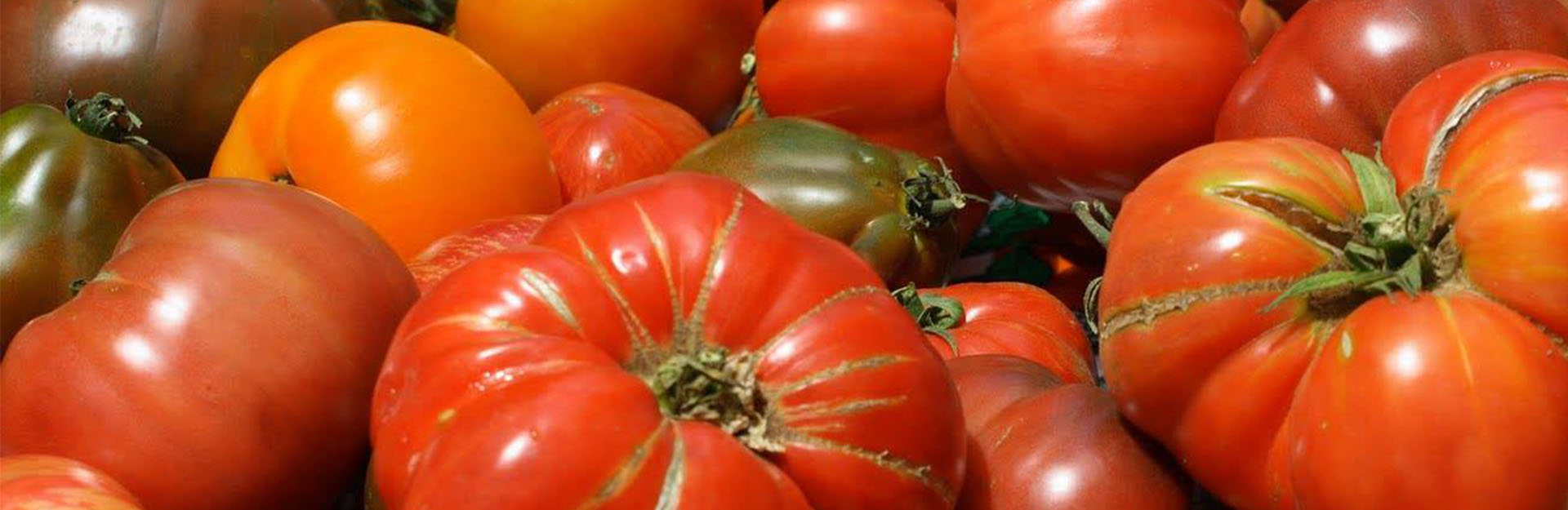 pile of red tomatoes