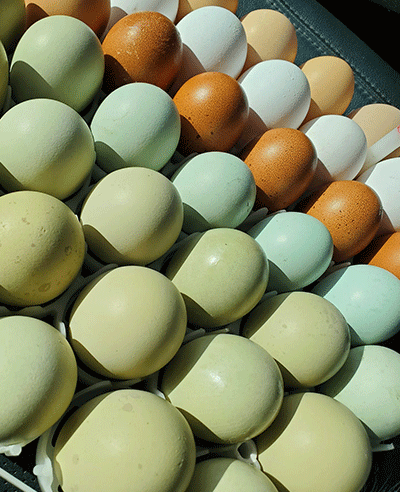 eggs in a carton