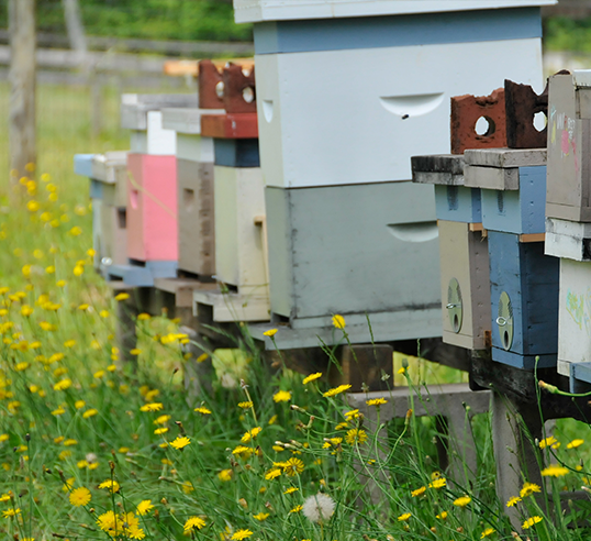 bee boxes in apiary