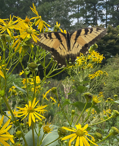 butterfly on yellow flowers