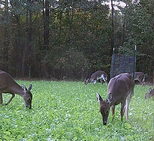 deer in a food plot