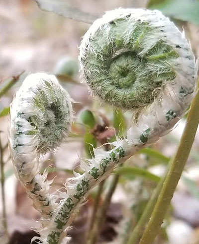 closeup of a fern