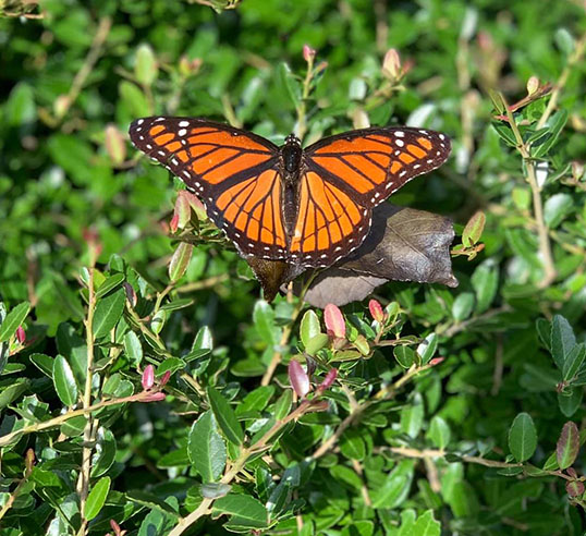 orange butterfly