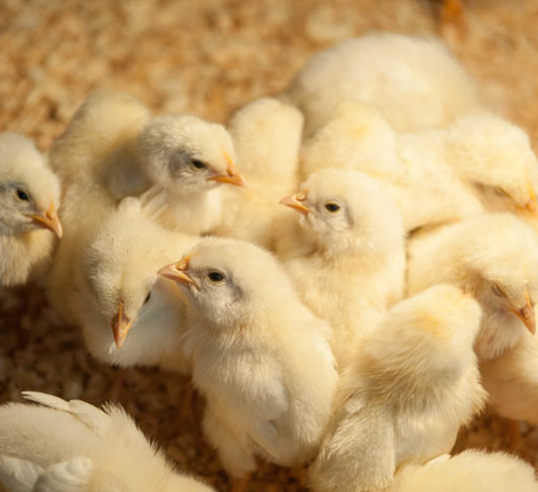 baby-chicks.png
