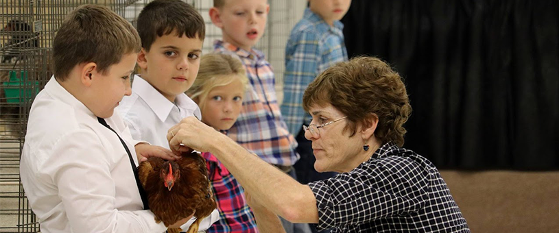 chicken getting judged