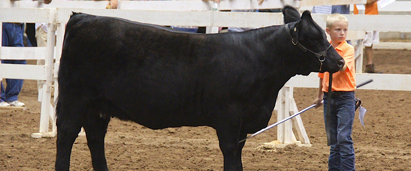 boy showing cattle