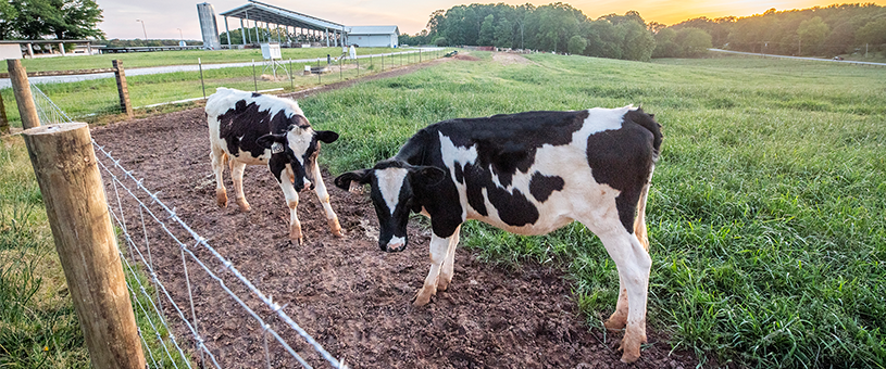 Dairy cows in a field