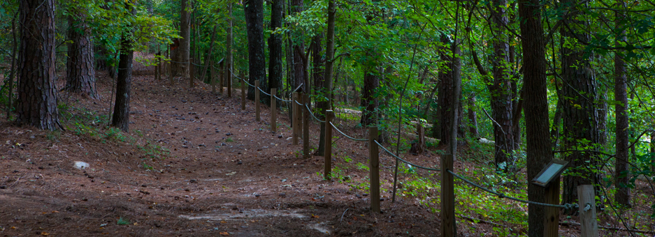 Image of a roped forest walkway.