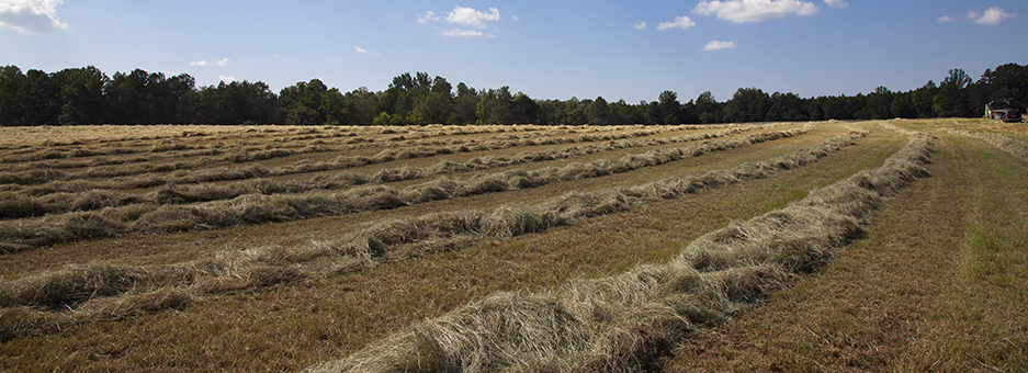 Image of hay windrows in an open field.