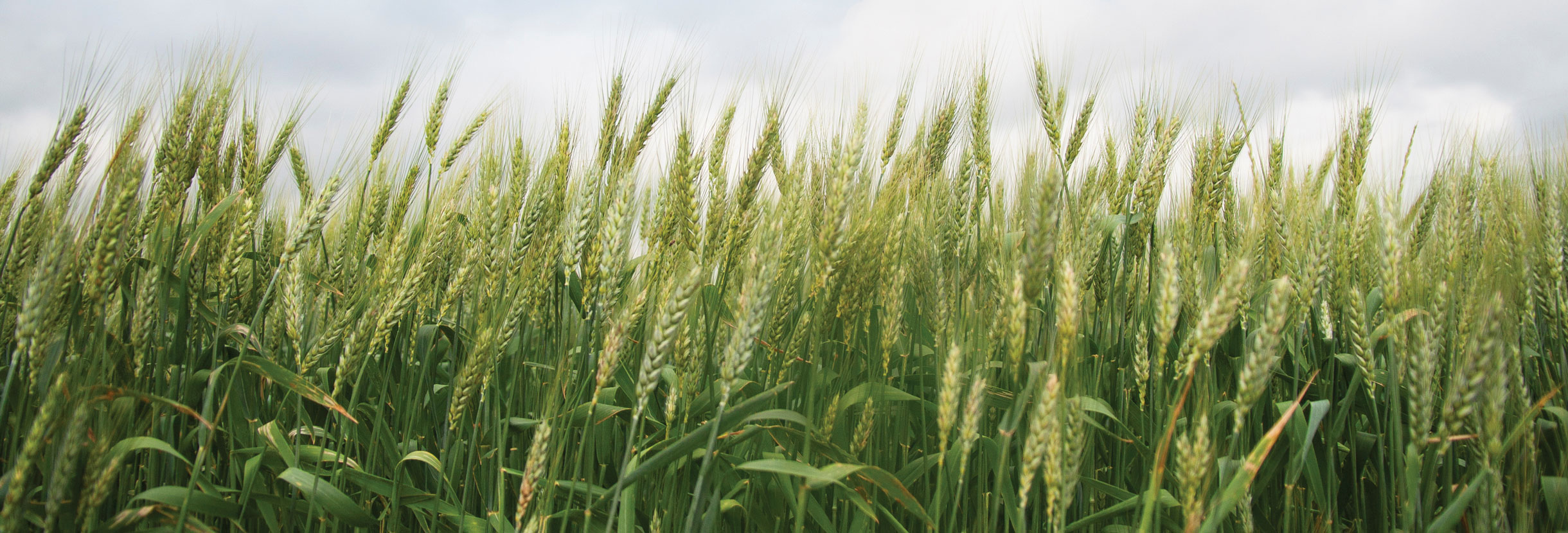 An image of a wheat field