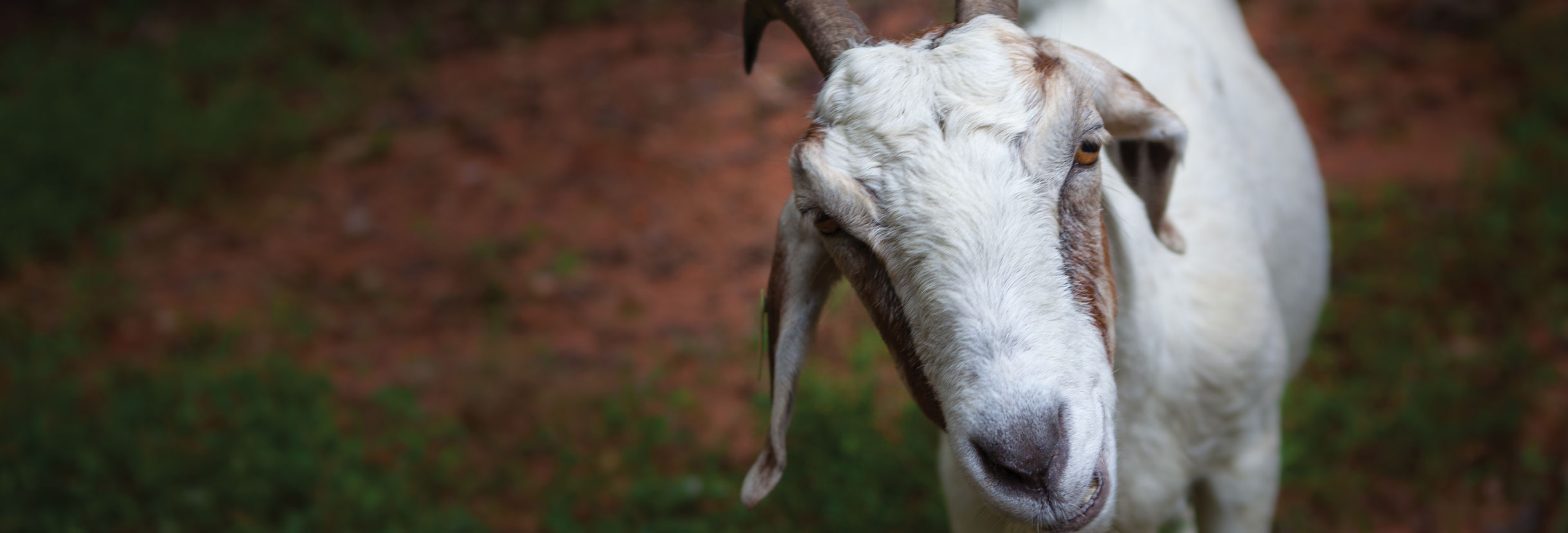 A curious goat stares at the camera.