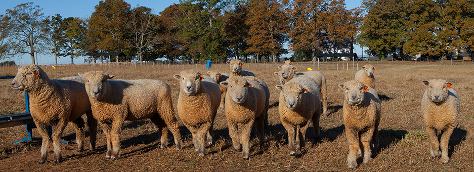 Image of sheep in a pasture looking at the camera holder.
