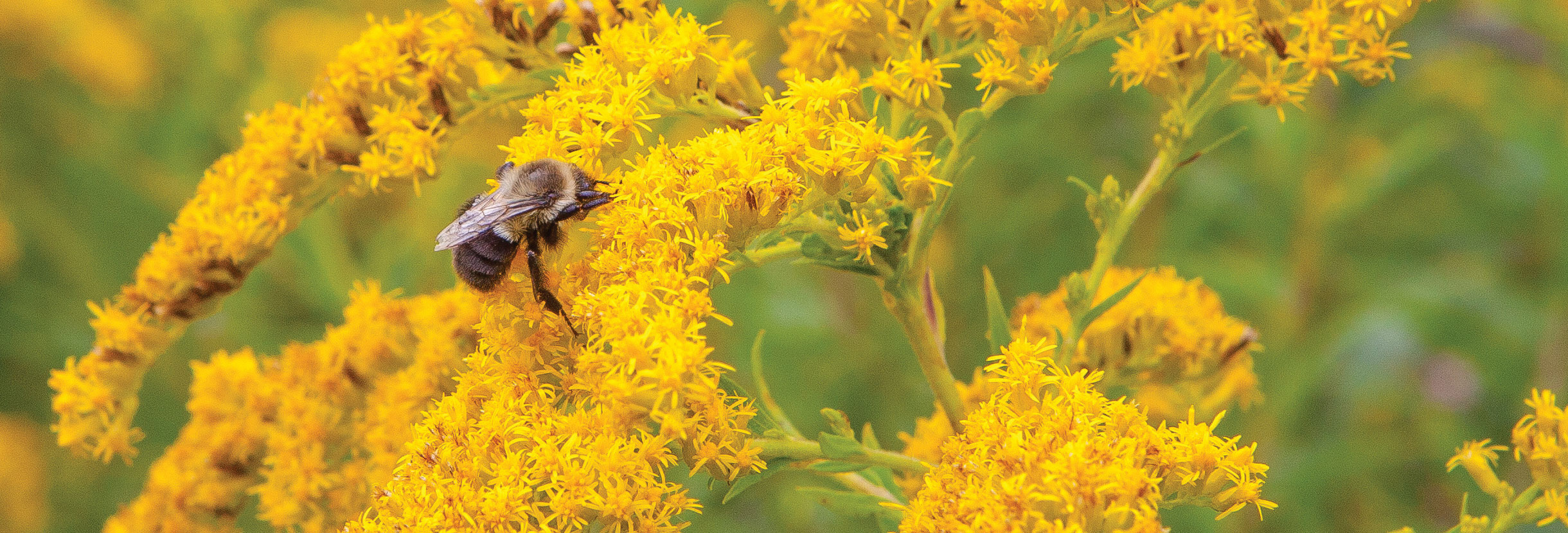 Bumble Bee Pollination in Tomato Greenhouses