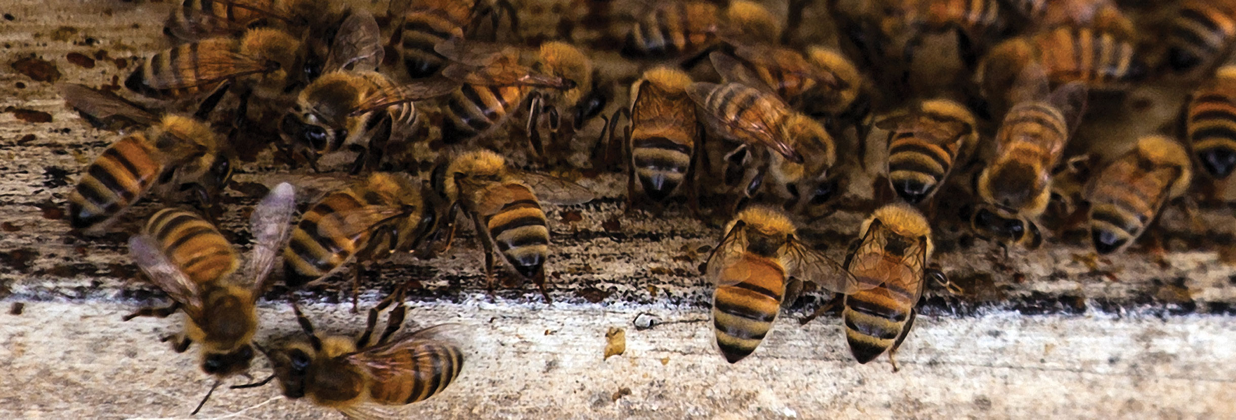 Control Bee Infestations