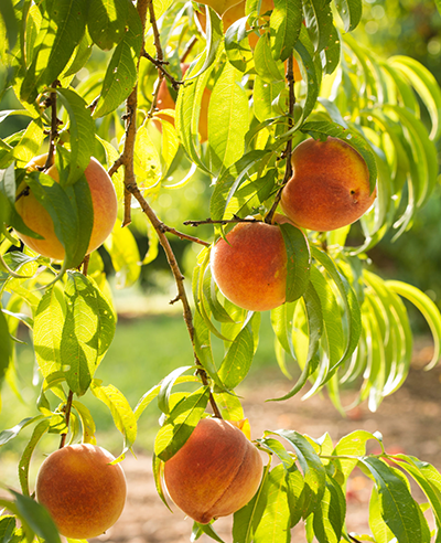 peaches-on-tree.png
