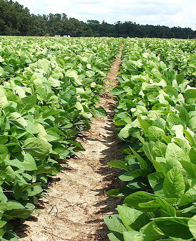 Soybean field