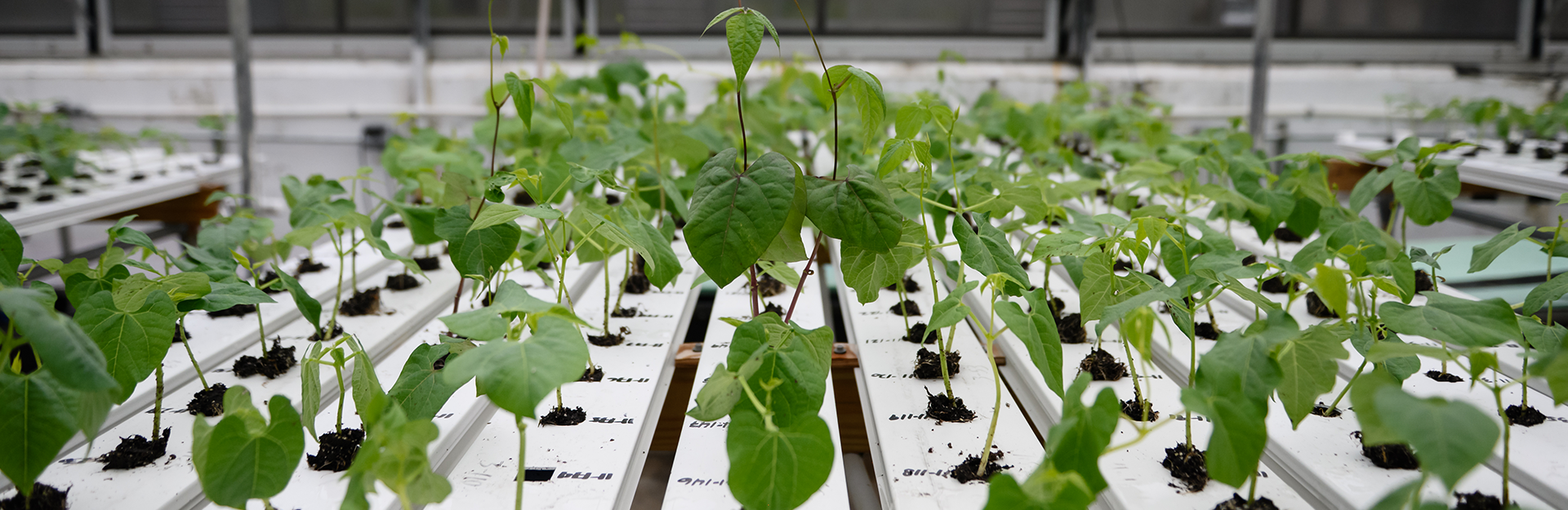 beans growing in a hydroponic system