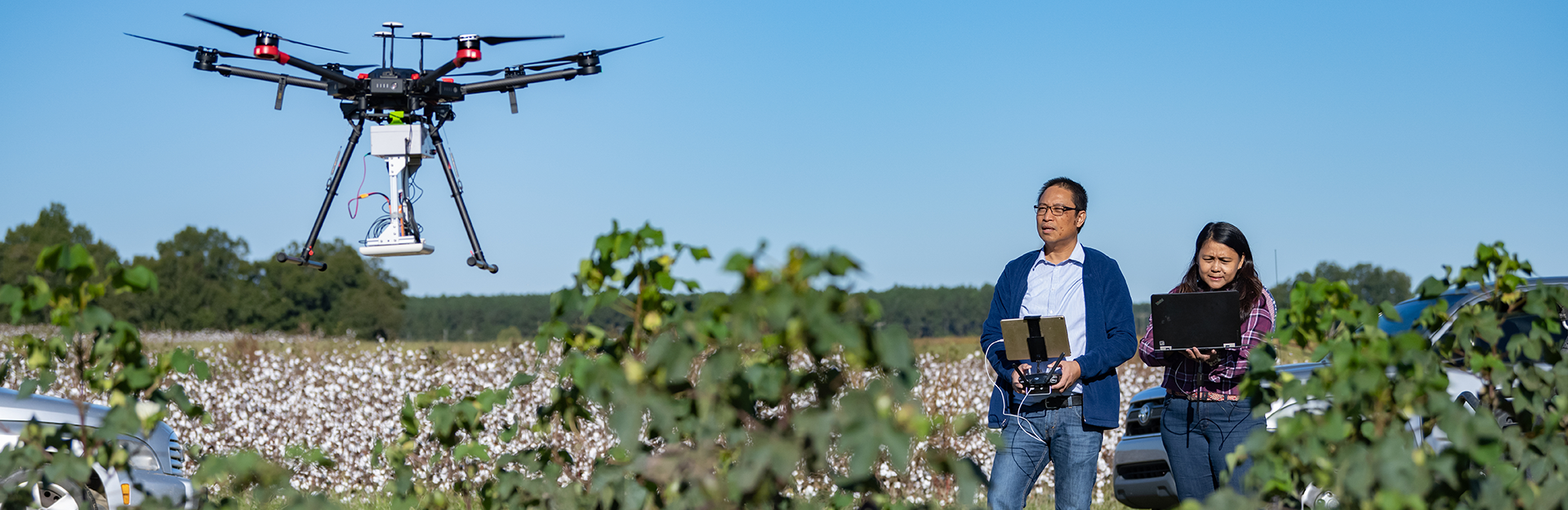 Researchers in cotton field flying a drone