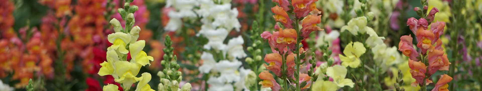 Field of flowers